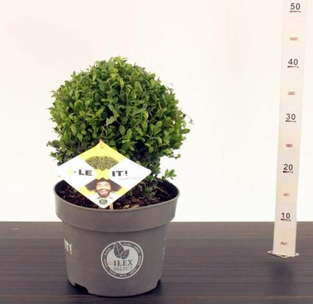 Ilex crenata 'Dark Green'®25cm Ball - 