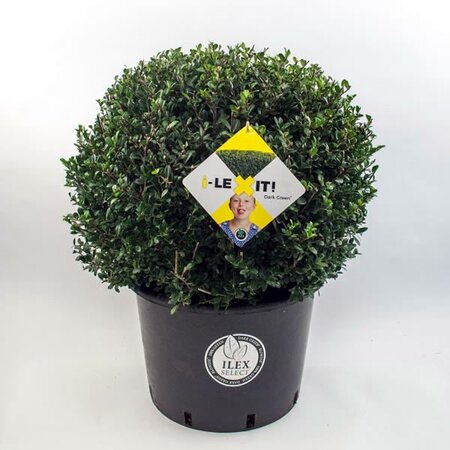 Ilex crenata Dark Green (50cm Ball/25L) - Image courtesy of Pannebakker