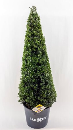 Ilex Crenata Dark Green Cone - Image courtesy of Impulse Plants
