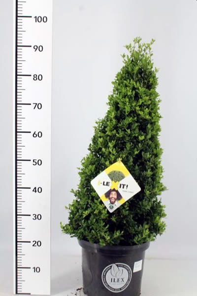 Ilex crenata Dark Green Pyramid (approx. 60cm high)