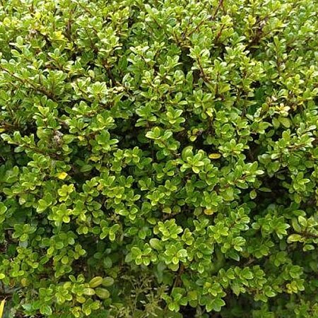 Ilex crenata 'Glory Gem' (12cm pot)