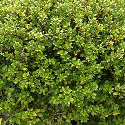 Ilex crenata 'Glory Gem' (12cm pot)