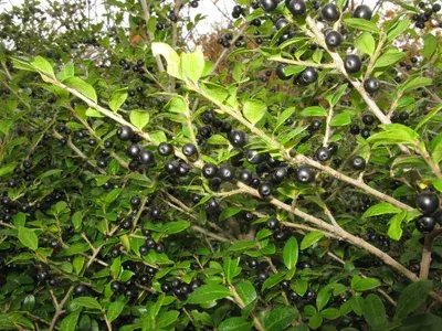 Ilex Crenata 'Jenny'