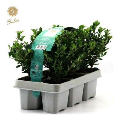 Ilex Crenata 'Jenny' 6-Pack (9cm pot)
