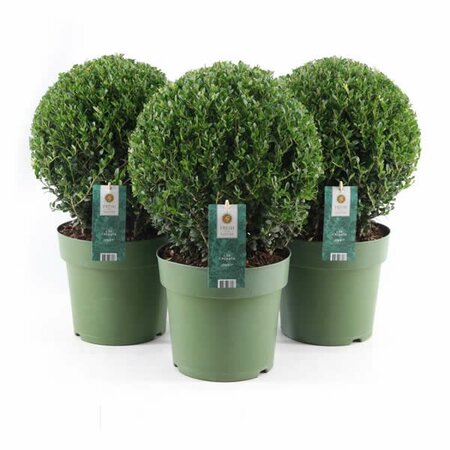 Ilex crenata 'Jenny' (4L pot - Decorative Ball)