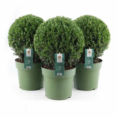 Ilex crenata 'Jenny' (4L pot - Decorative Ball)