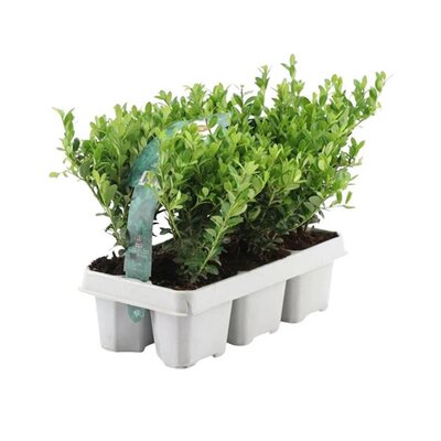 Ilex crenata 'Jenny'® 6 Pack