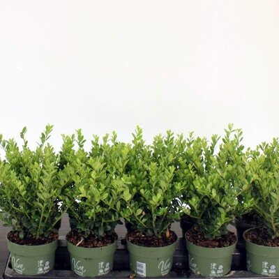 Ilex crenata 'Jenny'® (10.5cm pot)