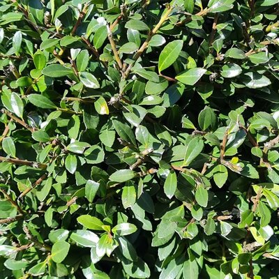 Ilex crenata 'Josaile' - Public domain iage