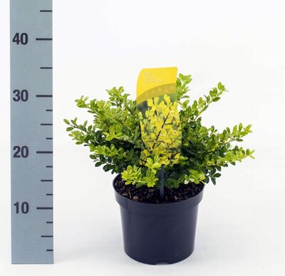 Ilex 'Golden Gem' (2L pot)