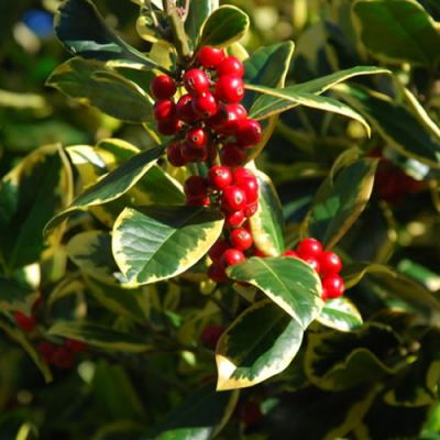 'Ilex Golden King' - Photo by Alan Fryer