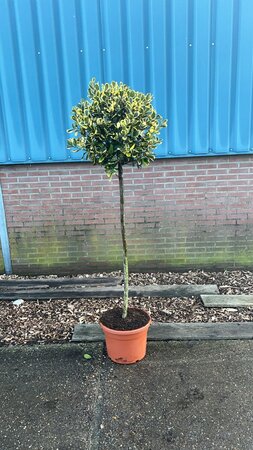 Ilex 'Golden King' Standard - Image courtesy of Plantline