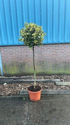 Ilex 'Golden King' Standard - Image courtesy of Plantline