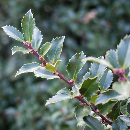 Ilex 'Heckenfee' - Photo by F.D Richards (CC BY-SA 2.0)
