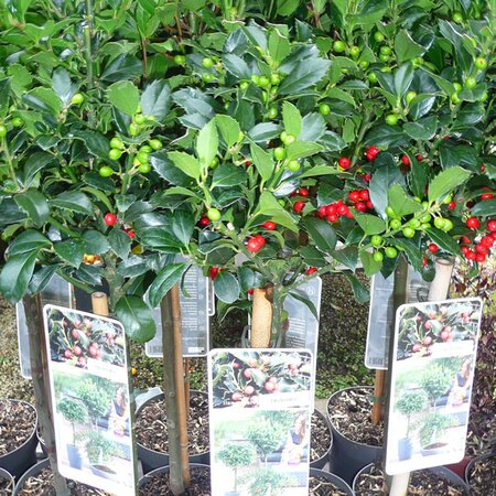 Photo taken at AGC Boyle 10/10/2025