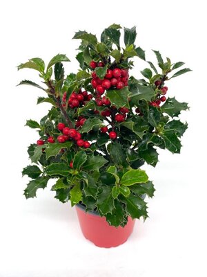 Ilex Meserveae 'Blue Angel' - Image courtey of Impulse Plants