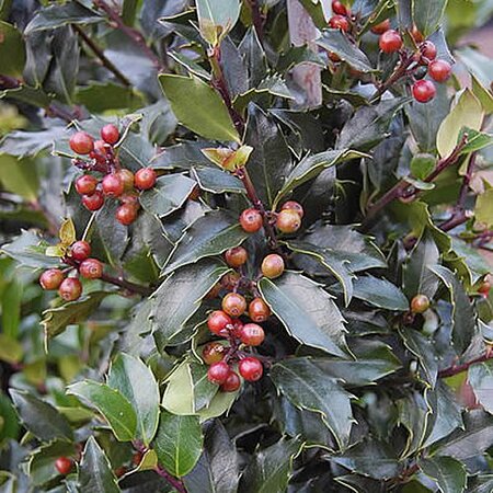 Ilex meserveae “Blue Maid” - Photo by Andy Mabbett (CC BY-SA 3.0)