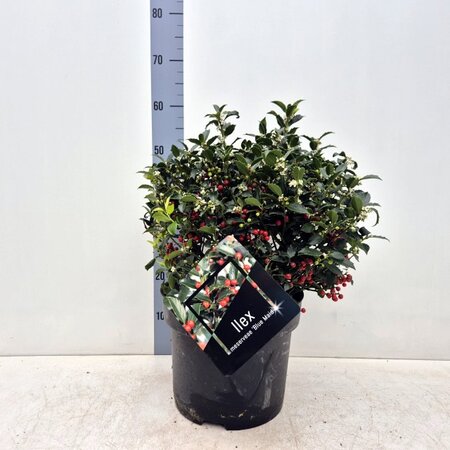 Ilex Meserveae 'Blue Maid' - Image courtey of Impulse Plants