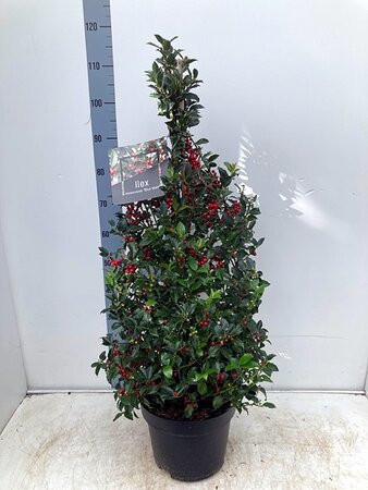 Ilex Meserveae 'Blue Maid' Cone - Image courtey of Impulse Plants