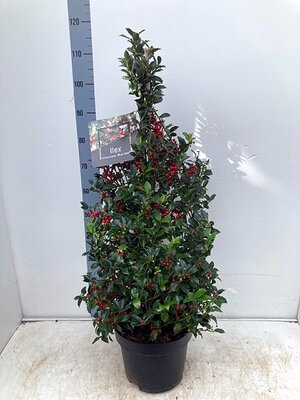 Ilex Meserveae 'Blue Maid' Cone (10L pot)