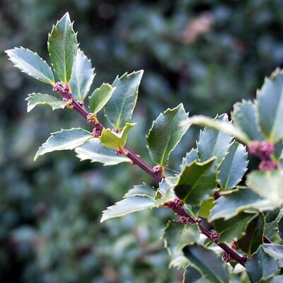 Ilex Meserveae Heckenstar  Multi-Stem (35L pot)