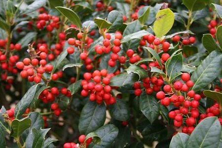 Ilex Nellie Stevens - Photo by littlegemtrees (CC BY-ND 2.0)