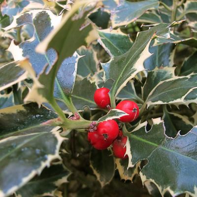 'Ilex Silver Queen' - Photo by Jacinta lluch Valero (CC BY-SA 4.0)