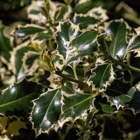 'Ilex Silver Queen' - Image by Kev from Pixabay
