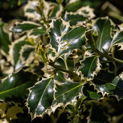 'Ilex Silver Queen' - Image by Kev from Pixabay