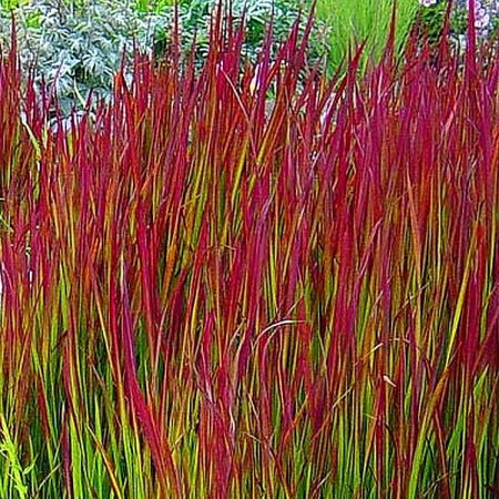 Imperata cyl. "Red Baron" - Photo by Wouter Hagens (CC BY-SA 4.0)