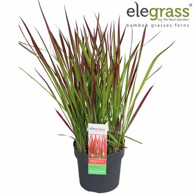 Imperata cylindrica Red Baron - Image courtesy of Plantline