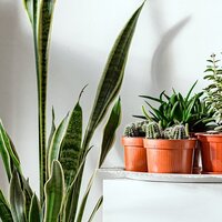 Indoor Plants