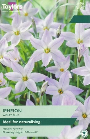 Ipheion Wisley Blue - Image courtesy of Taylor's Bulbs