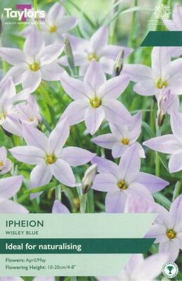 Ipheion Wisley Blue - Image courtesy of Taylor's Bulbs