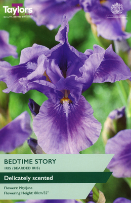 Iris Bedtime Story - Image courtesy of Taylors Bulbs