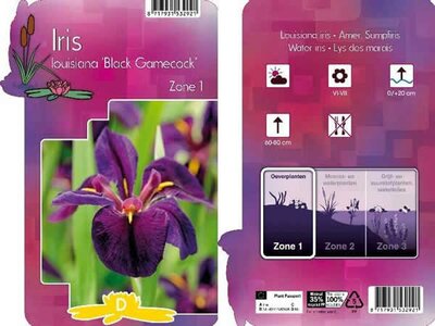 Iris  'Black Gamecock' - Image courtesy of Pannebakker