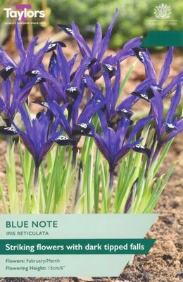 Iris Reticulata Blue Note - Image courtesy of Taylor's Bulbs