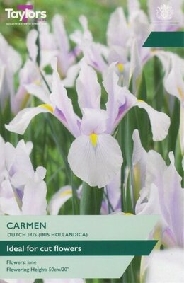 Iris Hollandica Carmen - Image courtesy of Taylor's Bulbs
