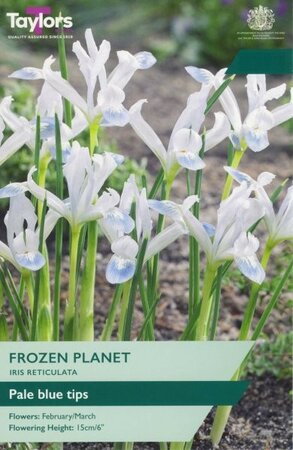 Iris Reticulata Frozen Planet - Image courtesy of Taylor's Bulbs