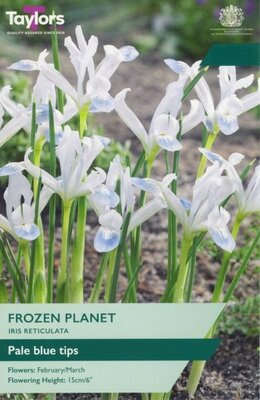 Iris Reticulata Frozen Planet - Image courtesy of Taylor's Bulbs