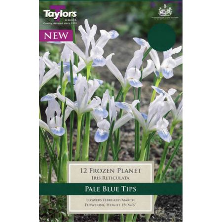 Iris 'Frozen Planet' (12 bulbs)