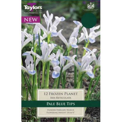 Iris 'Frozen Planet' (12 bulbs)