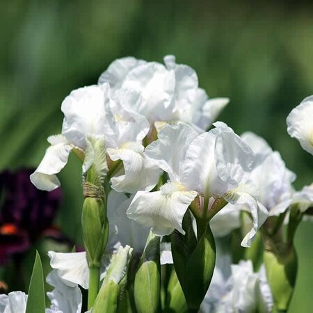 Iris 'Immortality' (2L pot)