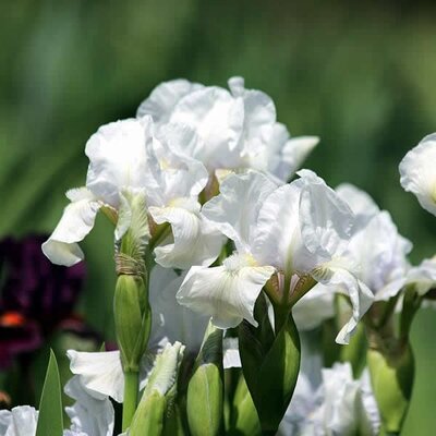 Iris 'Immortality' (2L pot)
