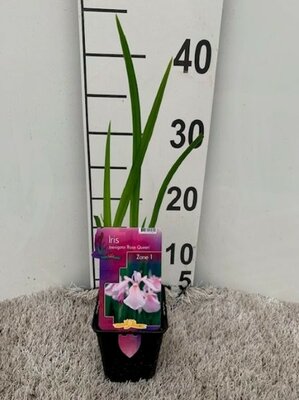 Iris 'Rose Queen' - Image courtesy of Pannebakker