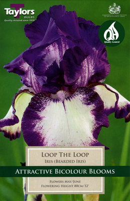 Iris Loop the Loop - Image courtesy of Taylors Bulbs