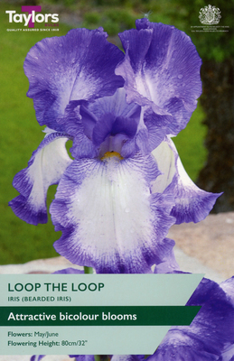 Iris Loop the Loop - Image courtesy of Taylors Bulbs