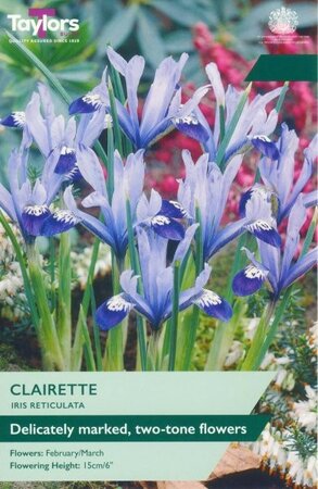 Iris Reticulata 'Clairette' - Image courtesy of Taylor's Bulbs