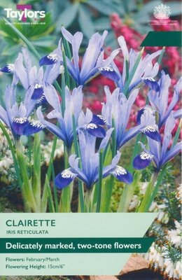 Iris Reticulata 'Clairette' - Image courtesy of Taylor's Bulbs