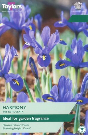 Iris Reticulata Harmony - Image courtesy of Taylor's Bulbs